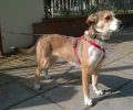 Δίνεται για υιοθεσία θηλυκός στειρωμένος σκύλος που ζει στη Νεάπολη Θεσσαλονίκης