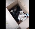 Μαρούσι: Βρήκαν 12 νεογέννητα κουταβάκια πεταμένα σε κάδο σκουπιδιών (βίντεο)