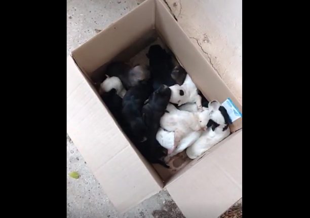 Μαρούσι: Βρήκαν 12 νεογέννητα κουταβάκια πεταμένα σε κάδο σκουπιδιών (βίντεο)