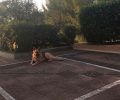 Βρέθηκε - Χάθηκε αρσενικός Γερμανικός Ποιμενικός σκύλος από το Καπανδρίτι Αττικής την ώρα της φωτιάς
