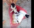 Χίος: Συνελήφθη άνδρας που πέταξε 4 γατάκια ζωντανά στα σκουπίδια στον Μέγα Λιμνιώνα (βίντεο)