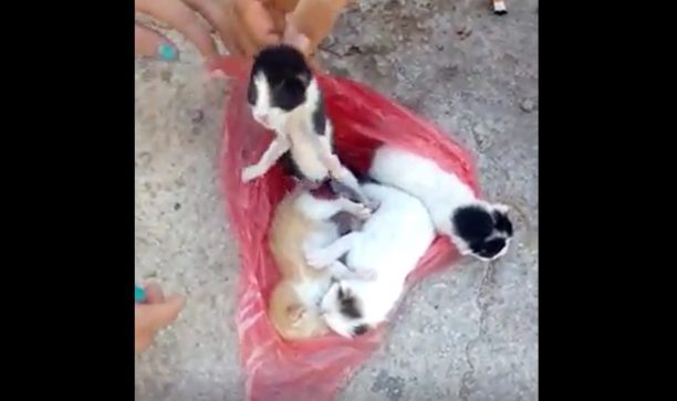 19-9-2019 στη Χίο η δίκη άνδρα που πέταξε ζωντανά 4 νεογέννητα γατάκια σε κάδο στον Μέγα Λιμνιώνα