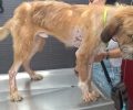 Μαγνησία: Έκκληση για τη φροντίδα του σκύλου που βρέθηκε άρρωστος στην παραλία Μελανή στο Νότιο Πήλιο