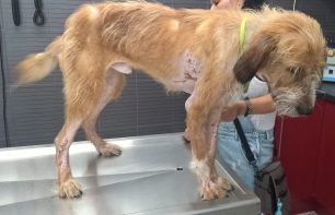 Μαγνησία: Έκκληση για τη φροντίδα του σκύλου που βρέθηκε άρρωστος στην παραλία Μελανή στο Νότιο Πήλιο