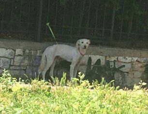 Αθήνα: Έδεσε και εγκατέλειψε τον δικό του σκύλο στο Μετς