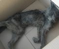 25-8-2017 η δίκη του άνδρα που σκότωσε γάτα με φτυάρι στο Μοσχάτο Αττικής