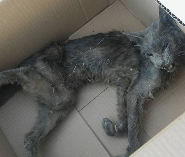 25-8-2017 η δίκη του άνδρα που σκότωσε γάτα με φτυάρι στο Μοσχάτο Αττικής