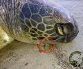 Νάξος: Έσωσαν τη θαλάσσια πράσινη χελώνα Μίδας που είχε καταπιεί σχοινί
