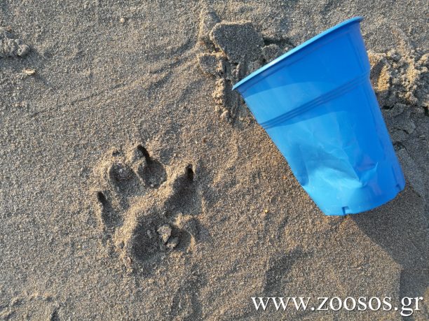 O σκύλος αφήνει στην παραλία μόνο το αποτύπωμα του οι άνθρωποι όλα τα άλλα…