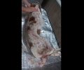 Πλαταιές Βοιωτίας: Βρήκε αδέσποτο σκύλο πυροβολημένο (βίντεο)