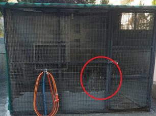 Πυλαία Θεσσαλονίκης: Κατήγγειλαν άνδρα που κακοποιούσε τον σκύλο του με κολάρο ηλεκτροσόκ (βίντεο)