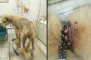 Ραφήνα Αττικής: Έσωσαν τον σκύλο που η αλυσίδα του είχε χωθεί μέσα στον λαιμό του