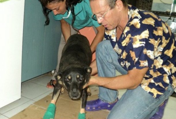 Σαλαμίνα: Ο σκύλος που τραυματίστηκε από καταπέλτη πλοίου τα κατάφερε αλλά η ναυτιλιακή αδιαφόρησε!