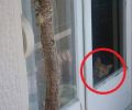 Απεγκλώβισαν τη γάτα που ζούσε σε σφραγισμένο από την Εισαγγελία Θεσσαλονίκης διαμέρισμα (βίντεο)