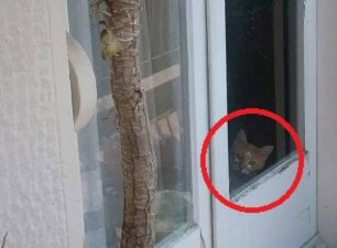Απεγκλώβισαν τη γάτα που ζούσε σε σφραγισμένο από την Εισαγγελία Θεσσαλονίκης διαμέρισμα (βίντεο)