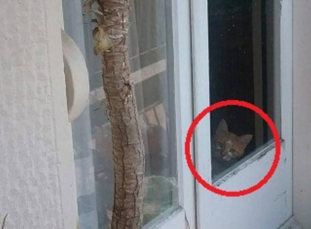 Θεσσαλονίκη: Έκκληση για τη σωτηρία γάτας που είναι ένα μήνα χωρίς τροφή – νερό σε σφραγισμένο διαμέρισμα
