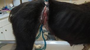 Βάρδα Ηλείας: Βασάνισε τον σκύλο σφίγγοντας θηλιές στον λαιμό & την κοιλιά του