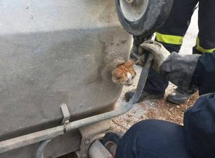 Πυροσβέστες απεγκλώβισαν γατάκι που είχε σφηνώσει σε κάδο απορριμμάτων στη Βάρη Αττικής