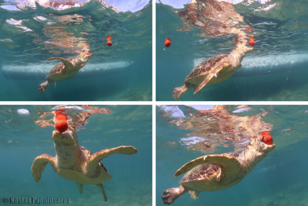 Ταΐζουν θαλάσσιες χελώνες στη Ζάκυνθο για να τις βλέπουν τουρίστες & εκθέτουν τις Caretta caretta σε κίνδυνο