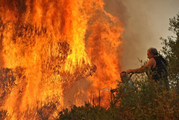 Κραυγή απόγνωσης από τον Ζακυνθινό Όμιλο Μέριμνας Ζώων για την τρομακτική καταστροφή από τις πυρκαγιές