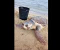Ρόδος: Βρήκαν νεκρή τη θαλάσσια χελώνα Caretta caretta που ζούσε στην παραλία του Ζέφυρου