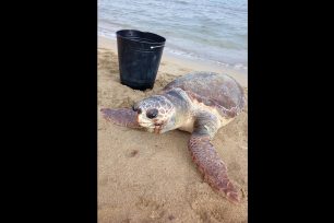 Ρόδος: Βρήκαν νεκρή τη θαλάσσια χελώνα Caretta caretta που ζούσε στην παραλία του Ζέφυρου