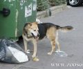 Δήμος Κασσάνδρας: Οι δολοφονίες ζώων δεν λύνουν το πρόβλημα διαχείρισης των αδέσποτων
