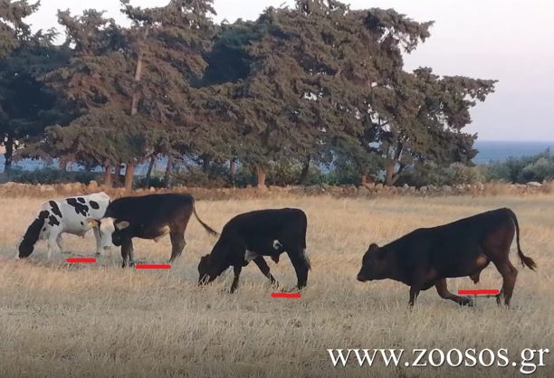 Έτσι βασανίζουν οι Παριανοί και τις αγελάδες δένοντας τα πόδια των ζώων (βίντεο)