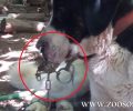 Άγριος βασανισμός αλυσοδεμένου σκύλου με χαλκά στη μύτη στην Αγία Θεοδώρα Αρκαδίας