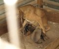 Εικόνες που μας ντροπιάζουν στον Άγιο Νικόλαο Λασιθίου σε παράνομο «καταφύγιο» αδέσποτων σκυλιών (βίντεο)