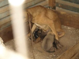 Εικόνες που μας ντροπιάζουν στον Άγιο Νικόλαο Λασιθίου σε παράνομο «καταφύγιο» αδέσποτων σκυλιών (βίντεο)