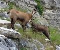 Κυνηγοί σκότωσαν 5 αγριόγιδα σε απαγορευμένη για κυνήγι περιοχή στο Εθνικό Πάρκο Τζουμέρκων, Περιστερίου & Χαράδρας Αράχθου