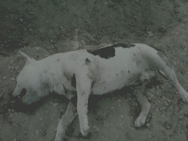 Βρήκαν τον σκύλο τους μαχαιρωμένο και πυροβολημένο στην Αίγινα