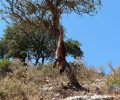 Κεφαλλονιά: Βρήκαν την αλεπού νεκρή κρεμασμένη σε δέντρο στα Καρδακάτα