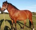 Έκκληση για τον εντοπισμό του αλόγου που εξαφανίστηκε από τον Ασπροπόταμο Πύλης Τρικάλων