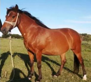 Έκκληση για τον εντοπισμό του αλόγου που εξαφανίστηκε από τον Ασπροπόταμο Πύλης Τρικάλων