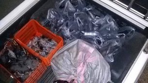 Συνέλαβαν 3 κυνηγούς που σκότωσαν δεκάδες φαλαρίδες σε απαγορευμένη για το κυνήγι περιοχή στον Αμβρακικό