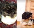 Χάθηκε σκύλος στην Άνω Γλυφάδα