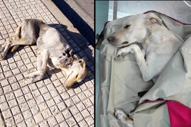 Υπάλληλος του Δήμου Ασπρόπυργου προσπάθησε να πετάξει στα μπάζα τον τραυματισμένο αλλά ζωντανό σκύλο
