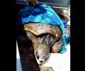 Χτυπημένη με καμάκι και μαχαιρωμένη η θαλάσσια χελώνα που βρέθηκε εξαντλημένη στην Αμοργό