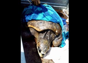 Ανθρώπινη αλυσίδα για την περίθαλψη θαλάσσιας χελώνας που βρέθηκε εξαντλημένη στην Αιγιάλη της Αμοργού