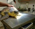 Νάξος: Έσωσαν τη θαλάσσια χελώνα Caretta caretta που είχε καταπιεί πετονιά