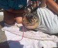 Κεφαλλονιά: Έσωσαν τη θαλάσσια χελώνα Caretta - caretta που είχε καταπιεί δίχτυ (βίντεο)