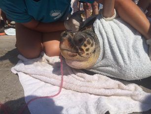 Κεφαλλονιά: Έσωσαν τη θαλάσσια χελώνα Caretta - caretta που είχε καταπιεί δίχτυ (βίντεο)