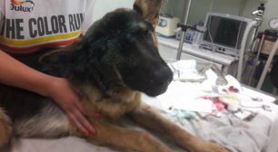 Επέζησε και αναρρώνει ο αδέσποτος σκύλος που πυροβολήθηκε στο κεφάλι στα Διλινάτα Κεφαλλονιάς (βίντεο)