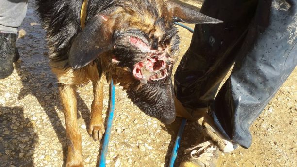 Κεφαλλονιά: Βρήκαν ζωντανό το σκυλί που πυροβολήθηκε εξ επαφής με καραμπίνα στο κεφάλι στα Διλινάτα (βίντεο)