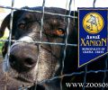 Δήμος Χανίων: Μέτρα και προτάσεις για τον περιορισμό των εγκλημάτων στα ζώα