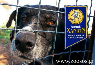 Ολοκληρώθηκε το πρόγραμμα στείρωσης αδέσποτων ζώων από εθελοντές κτηνιάτρους στον Δήμο Χανίων