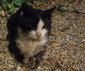 Έκκληση για την άρρωστη γάτα που βρίσκεται στη Δροσιά Αττικής (βίντεο)