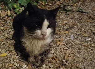 Έκκληση για την άρρωστη γάτα που βρίσκεται στη Δροσιά Αττικής (βίντεο)